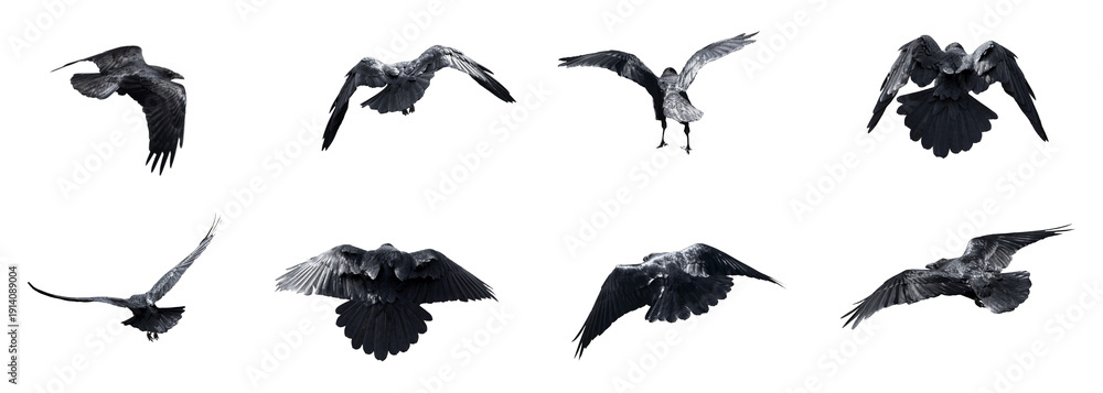 Fototapeta premium Flying Crow Collection Isolated on Transparent PNG Background