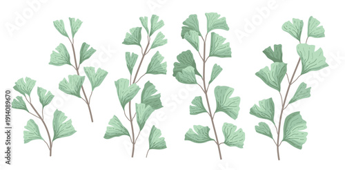 ginkgo biloba known as the ginko or gingko leaves