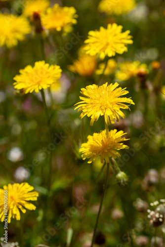 Hypochaeris radicata -Hypoc...
