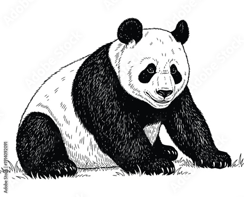  Black and white illustration of a sitting panda with detailed fur texture. The panda appears calm and content, surrounded by simple grass lines.