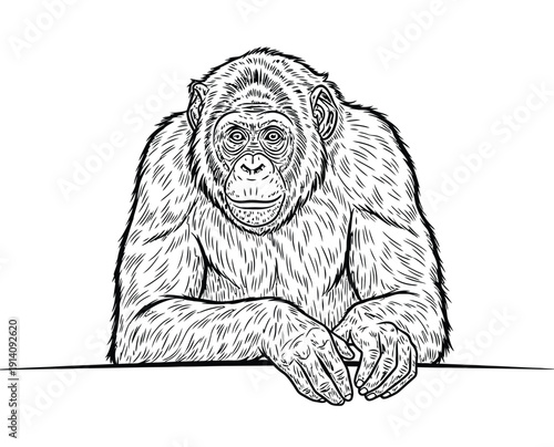  Line drawing of a chimpanzee leaning on a surface, looking forward with a calm expression. The detailed fur and facial features create a realistic appearance.