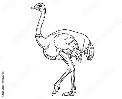  Line drawing of an ostrich, showing its long legs, curved neck, and feathered body. It stands in profile, conveying a sense of elegance and poise.