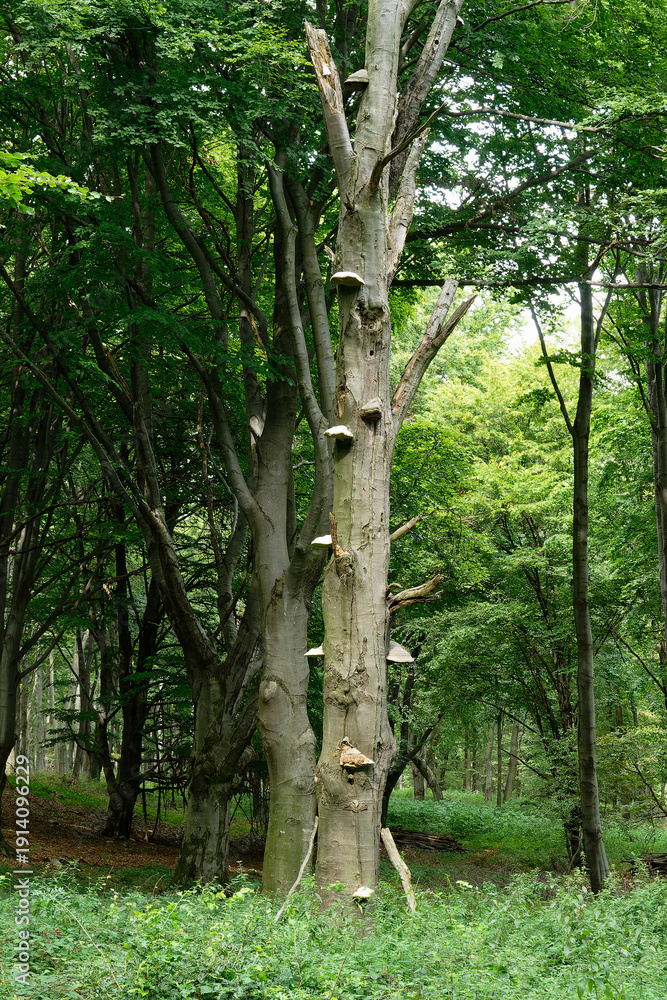 Fototapeta premium In a vibrant forest, a tree is a home to shelf fungi in the tranquil wilderness.