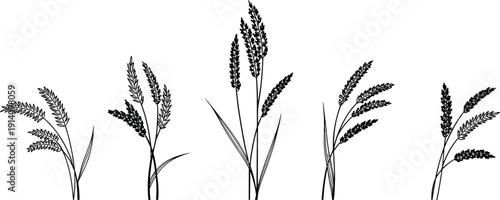 Stylized monochrome illustrations of diverse grain plants, agricultural grass seed heads, botanical farming design elements, vector silhouette collection