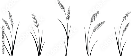 Stylized vector illustration of grass and wheat plants, agricultural botanical design with spikelets, farming nature elements, decorative foliage