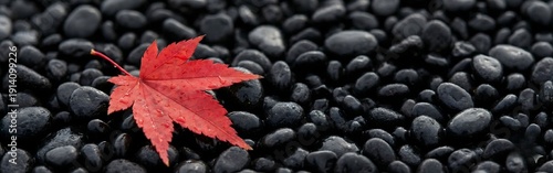 Vibrant Red Maple Leaf on Wet Black Pebbles