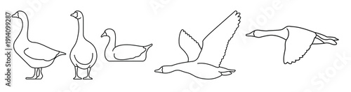  outlines of goose in multiple positions