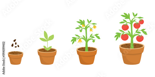 Tomato Growth Stages, Germination to Plant Vector Illustration. Seed to Tomato, Germination Illustration Sequence. Tomato Sprout Steps