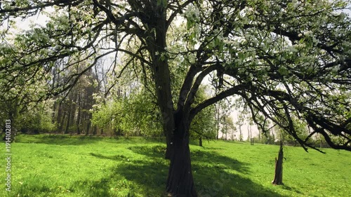 Beautiful blossoming tree on a meadow in spring, with slow movement, falling petals and the sun behind the branches