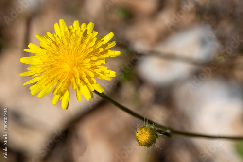 Hypochaeris radicata -Hypoc...