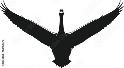 Black swan is viewed directly from above in a dramatic wings-outstretched.