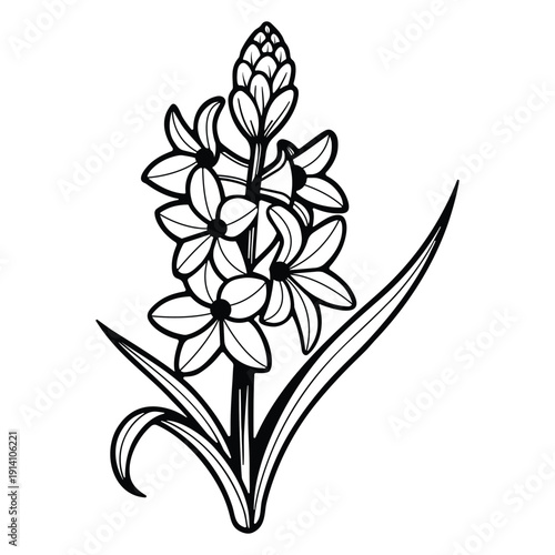 Hyacinth Flower Line Art Botanical Vector Illustration