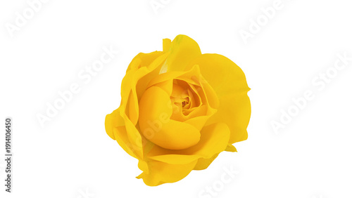 黄色の薔薇 背景透過 マクロ撮影 花素材