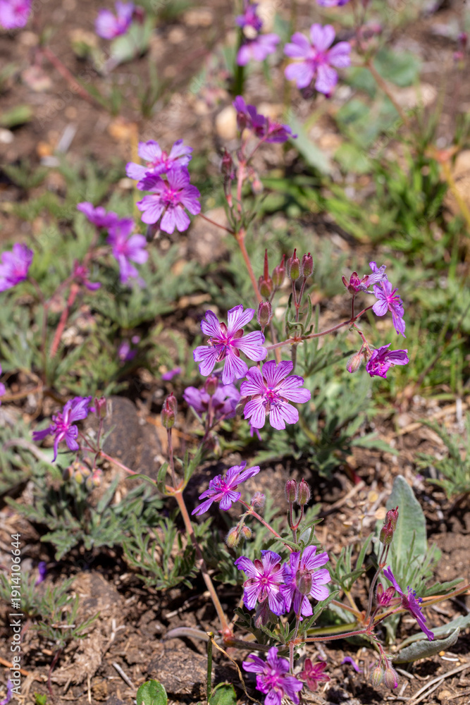 Obraz premium Wild flower in nature. Scientific name: Geranium macrostylum