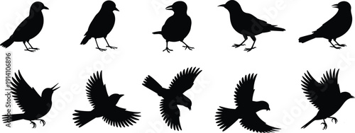 Black bird silhouettes collection, crow raven sparrow flying landing and standing poses, isolated vector illustration set for wildlife design