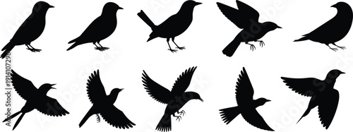 Black bird silhouettes set, crow raven sparrow flying and standing poses collection, isolated vector illustration for wildlife nature design