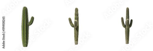 Set of Tall Saguaro Cacti Isolated on White Background for Desert Landscape and Western Design