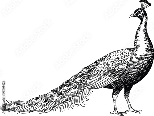 Detailed black and white hand drawn sketch of a majestic peacock with long tail feathers for vintage nature wildlife avian art and biological branding