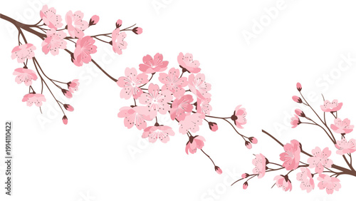 Pink cherry blossoms on a branch against a white background, with a shallow focus and soft pink hues.
