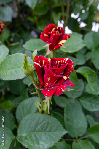 Bicolour rose in the garden