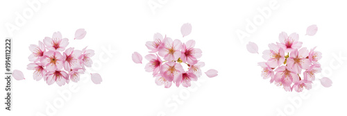 Set of Pink Cherry Blossom Flowers and Sakura Petals Isolated on White Background for Spring Floral Design
