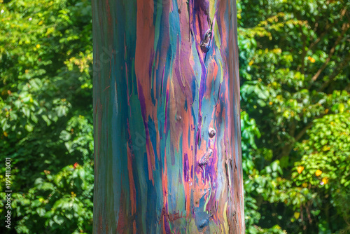 Closeup of the trunk of a rainbow eucalyptus tree (Eucalyptus deglupta) in the highland rainforests on the island of Grenada