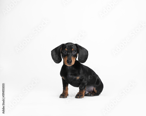  puppy on white background