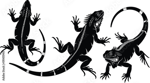 WebSet of three black iguana lizard silhouettes with detailed white outlines in various poses including top view and side profile for reptile wildlife nature design.