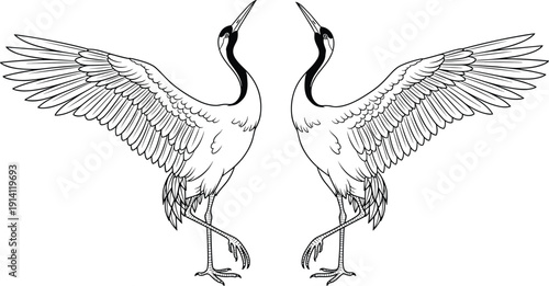 WebTwo elegant crane birds with large spreading wings and long legs in a mirrored dance composition isolated on white background for nature wildlife design.