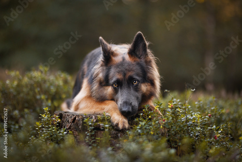 german shepherd dog