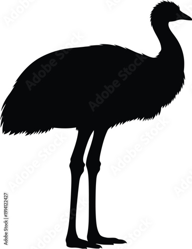 Black silhouette of a large flightless cassowary standing tall on a white.