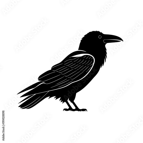 Majestic black crow standing with sharp gaze