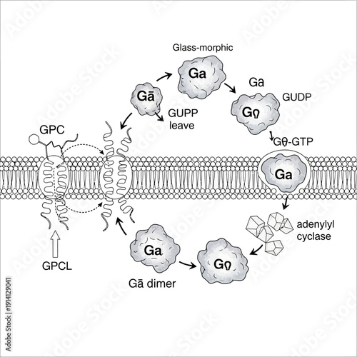Scientific diagram of the G-protein coupled receptor signaling cycle across a cell membrane