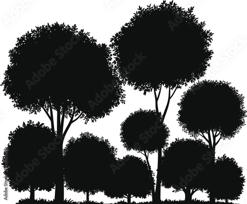 Tree silhouettes illustration with tall trunks, rounded canopies, bushy tops, grass base, forest nature diversity, black and white artwork concept