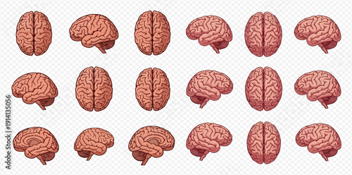 Set of human brain illustrations from various angles, top, side, and front views, on transparent background.