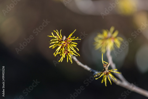 witch hazel blooms in February