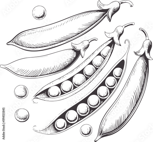 Of opened and closed pea pods with scattered peas legume