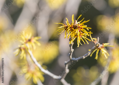 witch hazel blooms in February