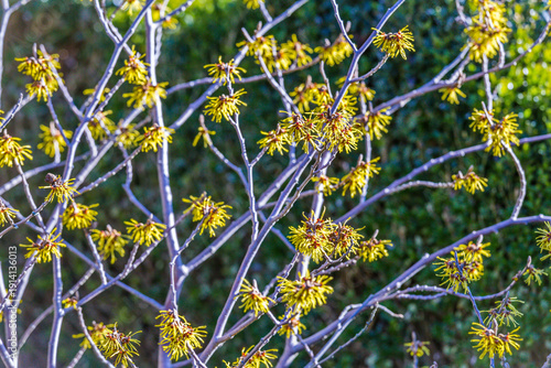 witch hazel blooms in February