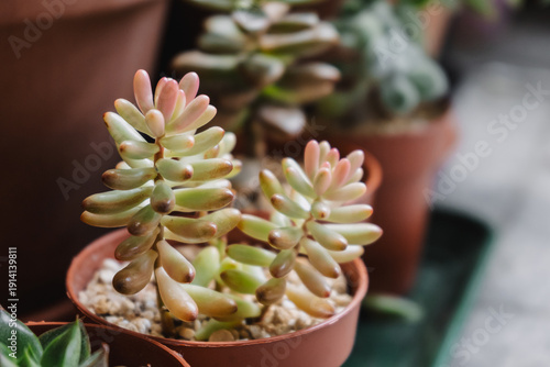 Tableau sur toile Close-up detail of the succulent plant Sedum rubrotinctum aurora variegata
