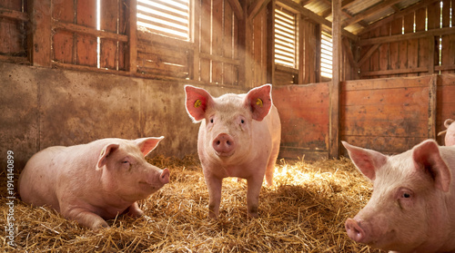 Three happy pink pigs, one standing curiously, two resting, enjoying a cozy, sunlit rustic barn on a soft bed of golden straw