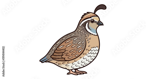 Illustration of a quail bird with detailed feather patterns and distinctive head plume.