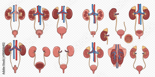 Human Urinary System Anatomy Set with Kidneys, Bladder, and Ureters for Medical Education.
