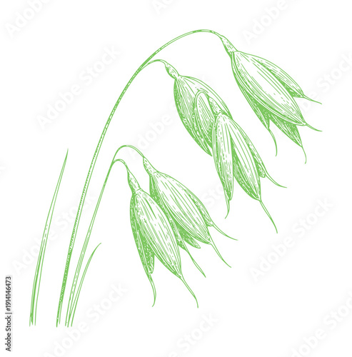 Botanical of green oat seed heads slender stems oats seeds seedheads