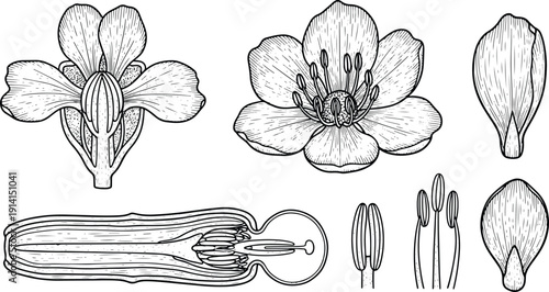 Detailed flower anatomy botanical engraving collection in vintage black and white scientific illustration style