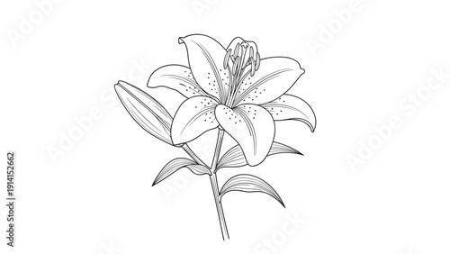 A beautifully detailed black and white line drawing of a blooming lily flower, complete with an unfolding bud, stem, and leaves.