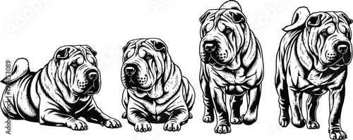 Shar Pei dog silhouette illustration set, four black icons varied poses lying standing transition wrinkled breed design, vector artwork, animal and lifestyle theme, isolated background
