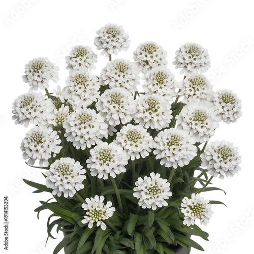 A lush bouquet of white daisies with green leaves isolated on transparent background