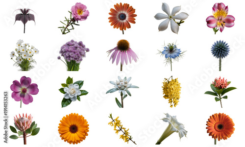 Collection of various colorful flowers isolated on transparent background