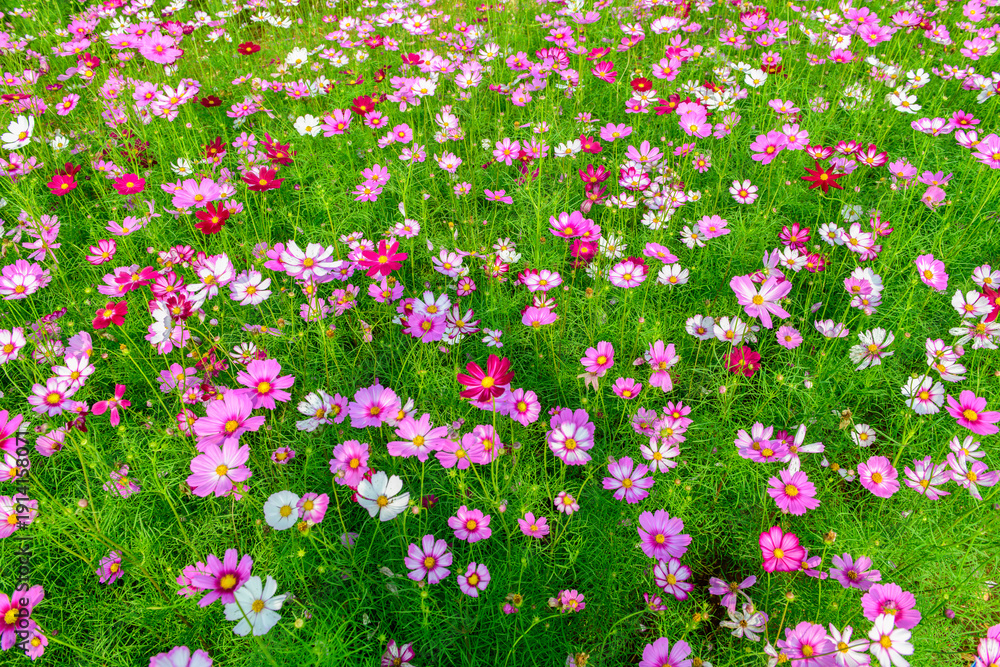 Fototapeta premium Colorful Cosmos Flower Field Background